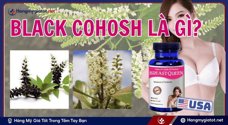 Black Cohosh là gì?