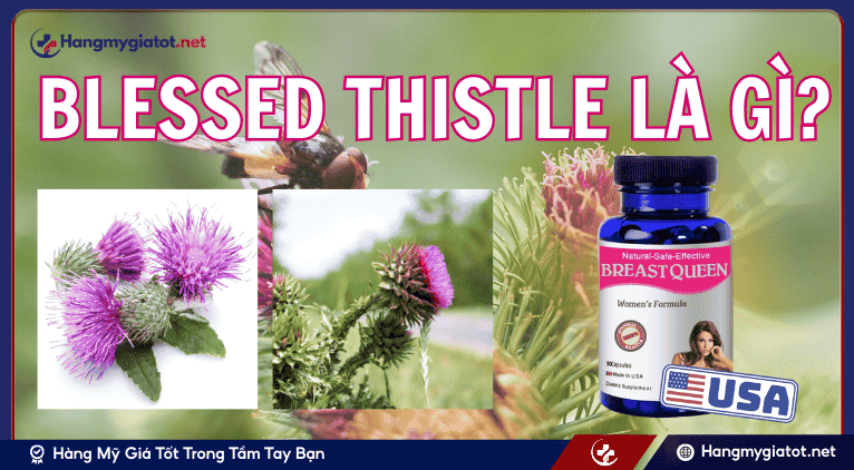 Blessed Thistle là gì?