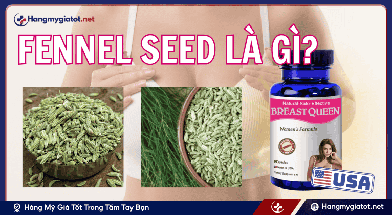 Fennel Seed là gì?