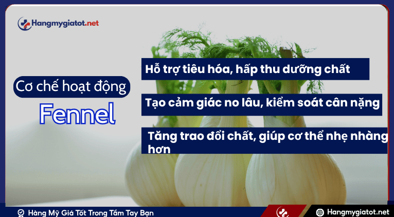 Cơ chế hoạt động của Fennel trong Slim Fresh