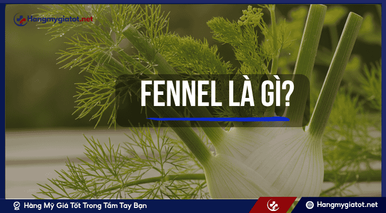 Fennel là gì?
