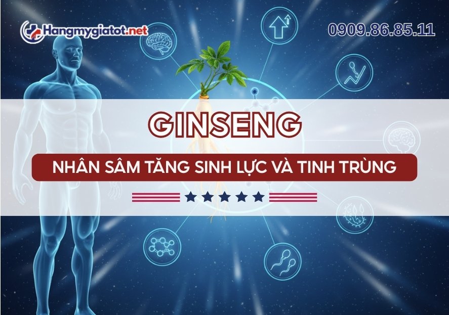 Ginseng trong Winmax Plus Nhân sâm tăng sinh lực & tinh trùng