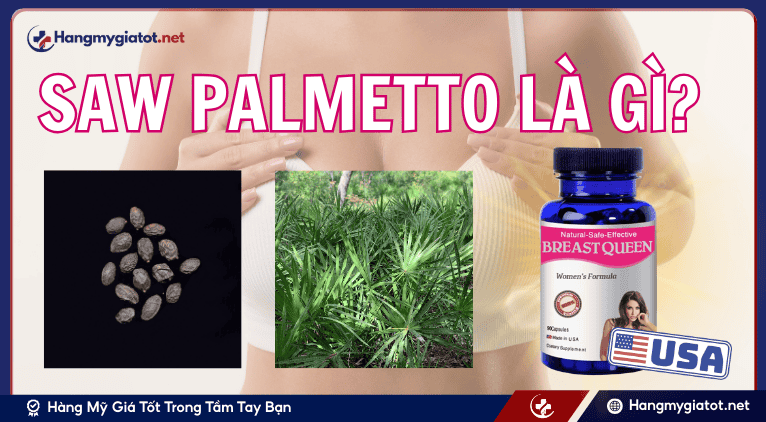 Saw Palmetto là gì?