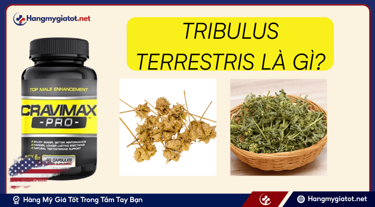 Tribulus Terrestris là gì?