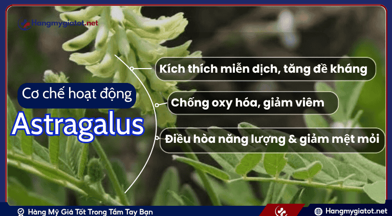 Cơ chế hoạt động của Astragalus