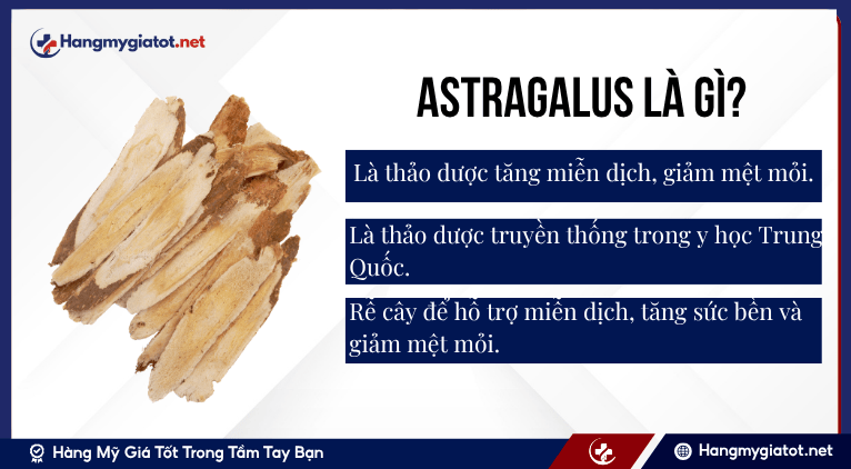 Astragalus là gì?