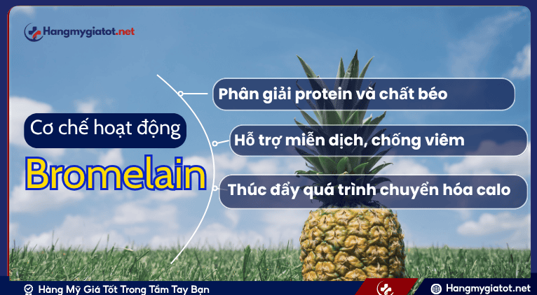 Cơ chế tác động của Bromelain