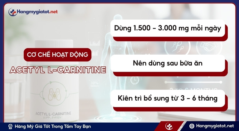 Hướng dẫn bổ sung Acetyl L-Carnitine đúng cách