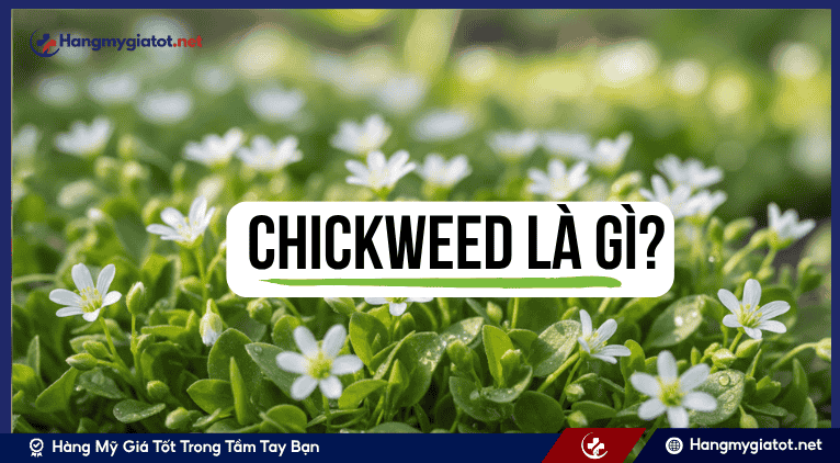Chickweed là gì?