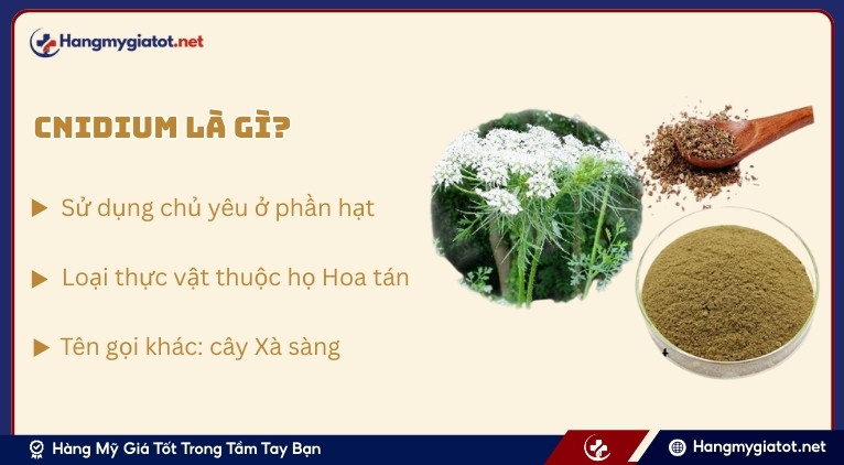 Cnidium và vai trò trong y học cổ truyền