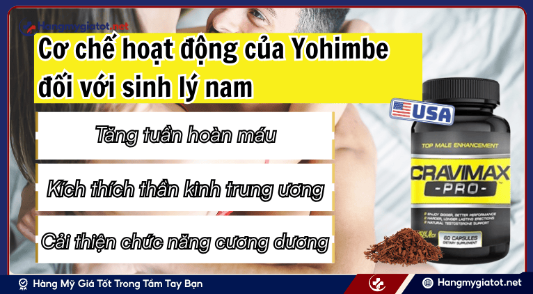 Cơ chế hoạt động của Yohimbe đối với sinh lý nam