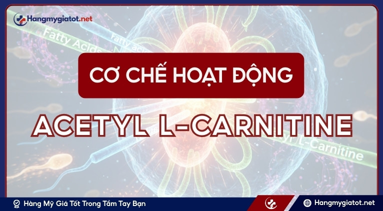 Cơ chế hoạt động của Acetyl L-Carnitine lên tinh trùng