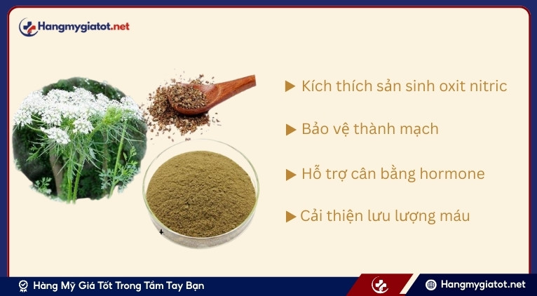 Cơ chế tác động của Cnidium Extract đến lưu thông máu