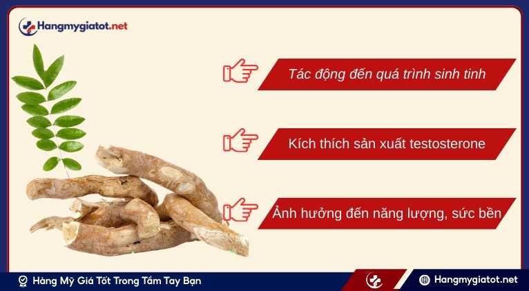 Cơ chế tác động của Eurycoma Longifolia đến testosterone
