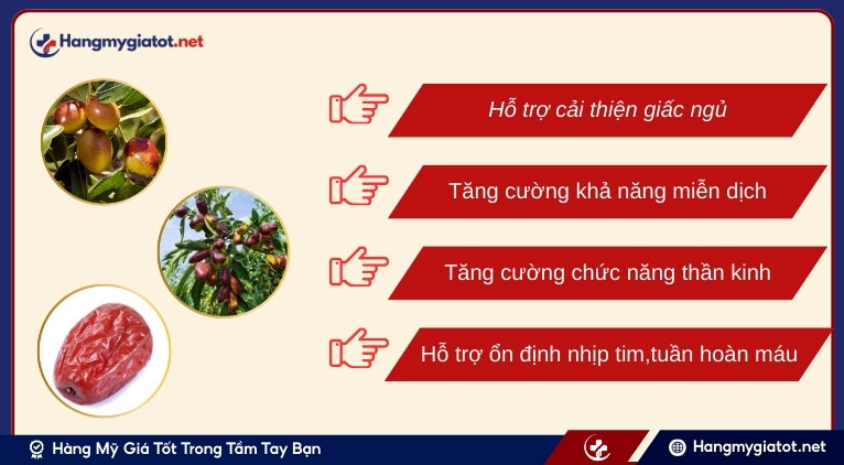 Cơ chế tác động của Jujube với hệ thần kinh và miễn dịch