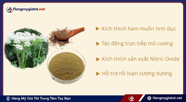 Cơ chế tác động của Cnidium đối với khả năng cương dương