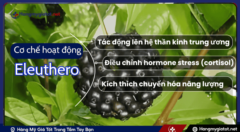 Cơ chế hoạt động của Eleuthero