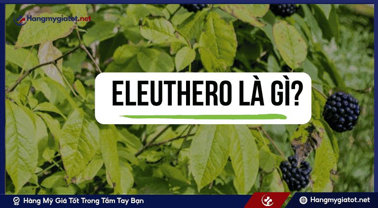Eleuthero là gì?