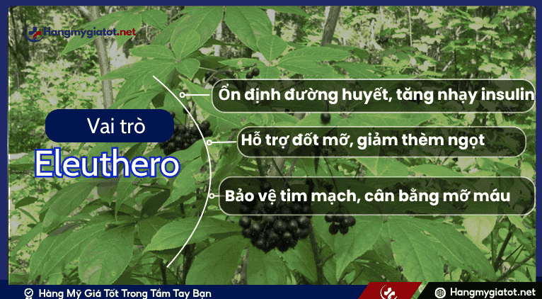 Vai trò của Fennel đối với sức khỏe