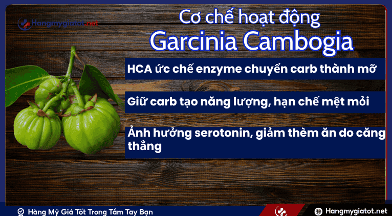 Cơ chế hoạt động của Garcinia Cambogia