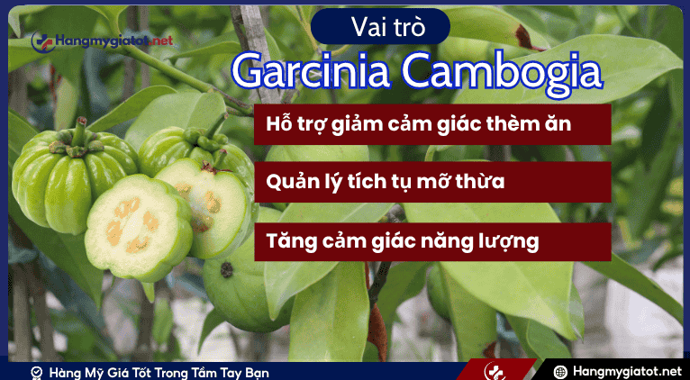 Vai trò của Garcinia Cambogia đối với kiểm soát cân nặng