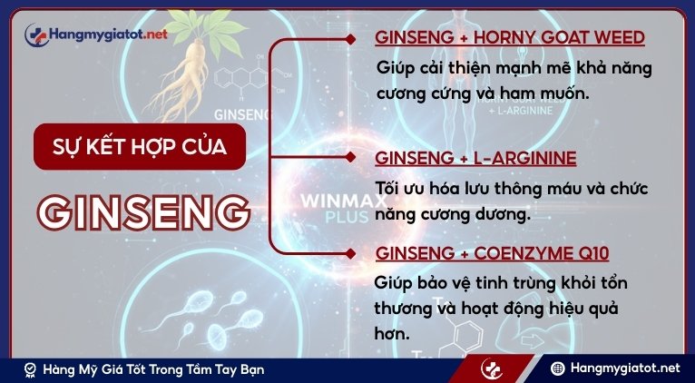 Ginseng khi kết hợp với các hoạt chất khác có trong Winmax Plus sẽ ra sao?