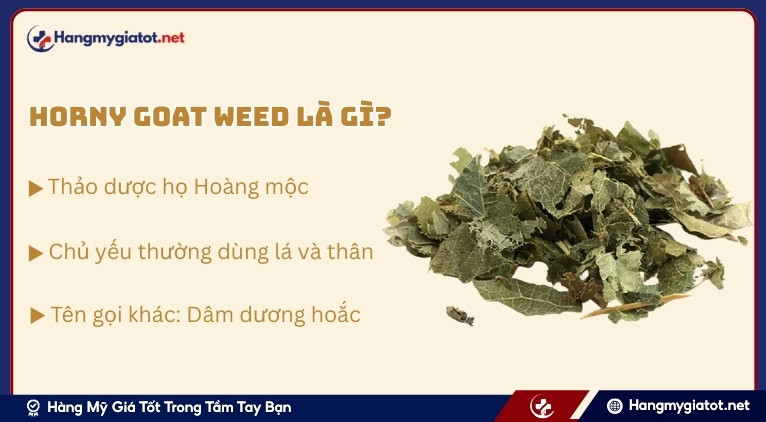 Giới thiệu về Horny Goat Weed