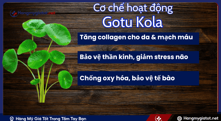 Cơ Chế Hoạt Động Cốt Lõi của Gotu Kola