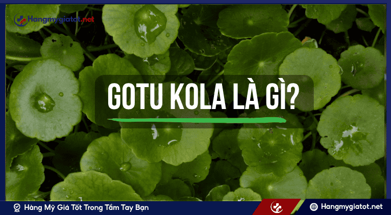 Gotu Kola là gì? 
