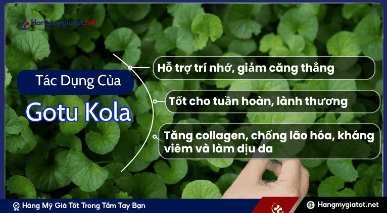 Tác Dụng Vàng của Gotu Kola đối với Sức Khỏe Toàn Diện