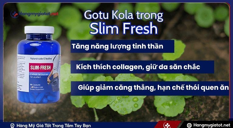 Gotu Kola Kết Hợp Cùng Các Dưỡng Chất Khác Trong Slim Fresh