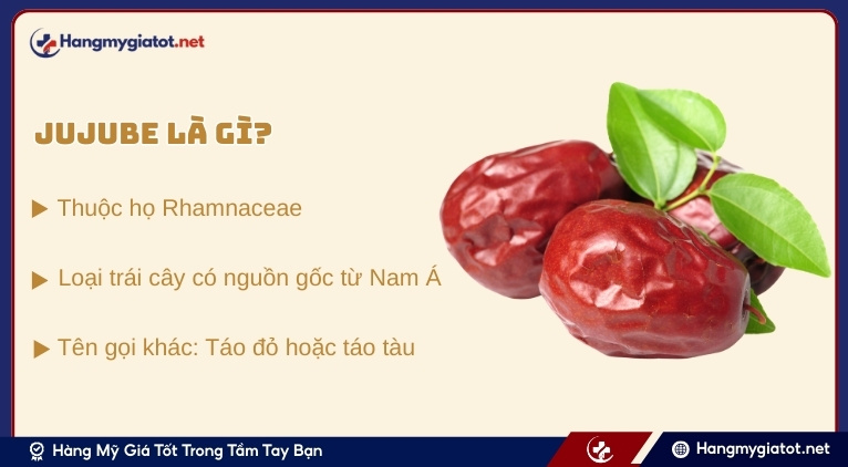 Jujube là gì? Nguồn gốc và đặc tính nổi bật