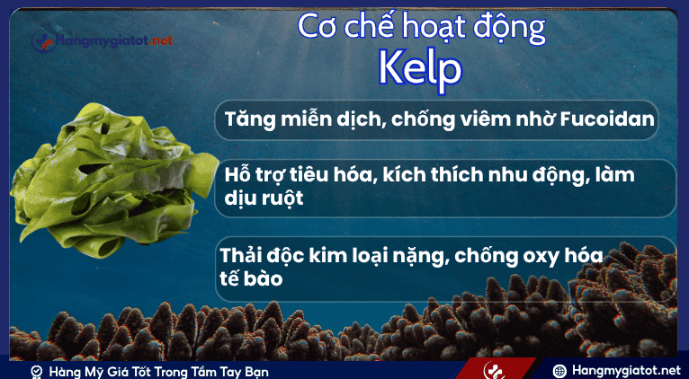 Cơ Chế Hỗ Trợ Sức Khỏe Chuyên Sâu của Kelp