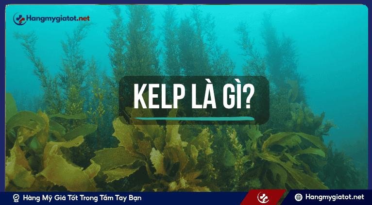 Kelp là gì? Phân tích Hoạt chất và Nguồn gốc