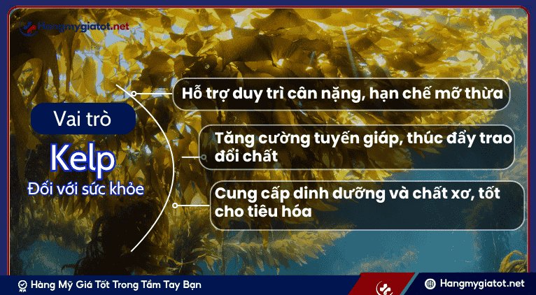 Vai trò của Kelp đối với sức khỏe