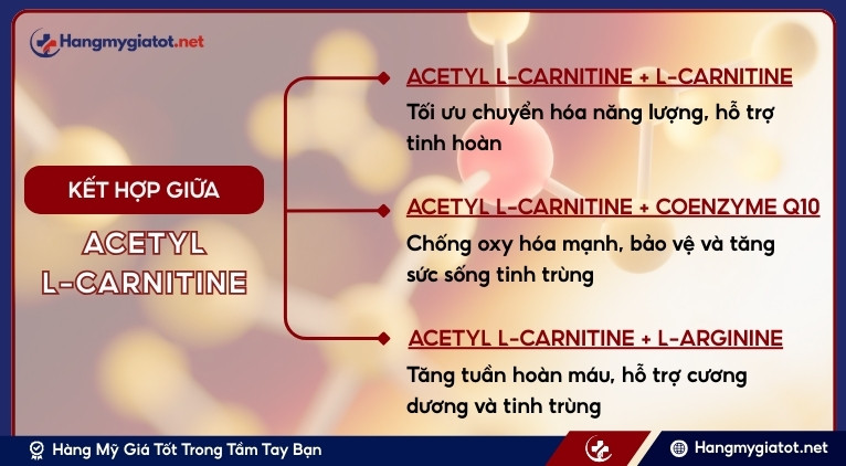 Sự kết hợp độc đáo giữa Acetyl L-Carnitine cùng thành phần khác trong Winmax Plus
