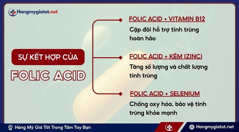 Sự kết hợp độc đáo giữa Folic Acid cùng các hoạt chất khác trong Winmax Plus