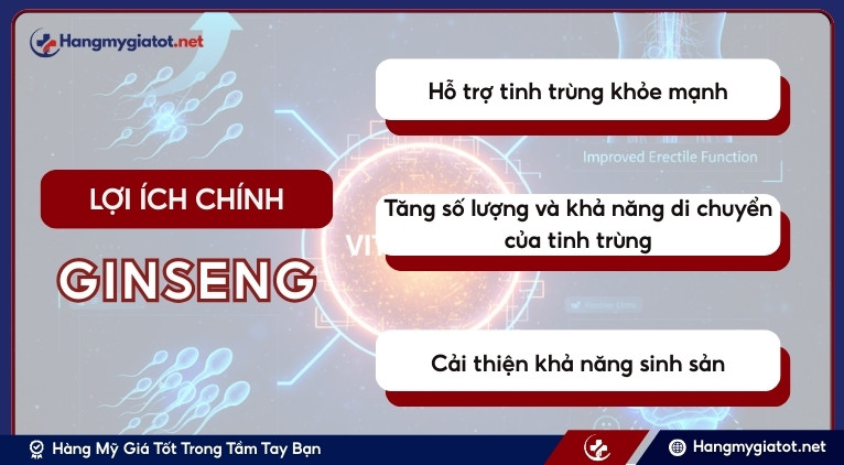 Lợi ích chính của Ginseng đối với sức khỏe sinh sản nam giới