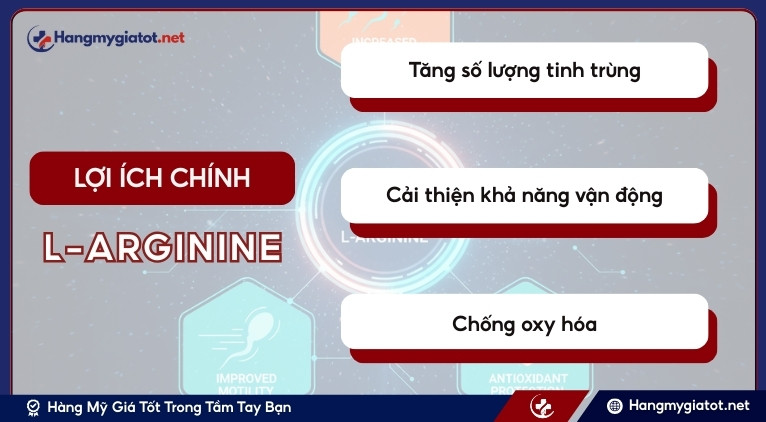 Lợi ích của L-Arginine đối với tinh trùng