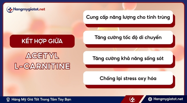 Lợi ích chính của Acetyl L-Carnitine đối với tinh trùng