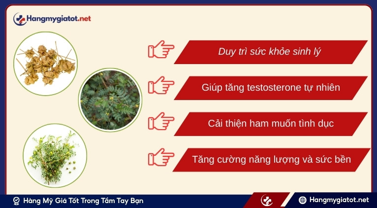 Lợi ích của Tribulus Terrestris với nam giới