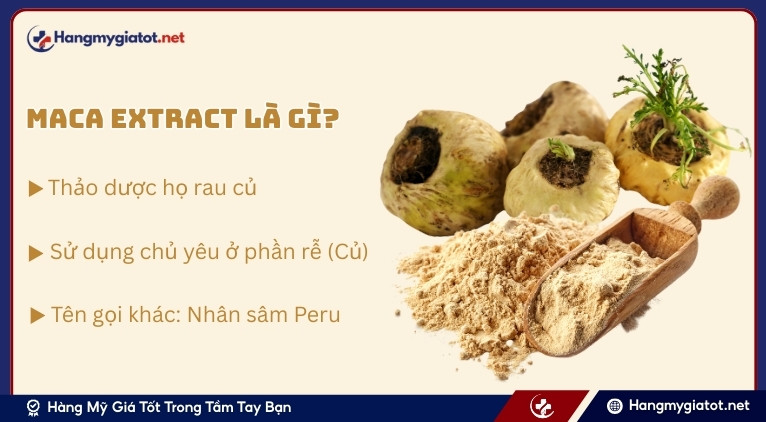 Maca Extract là gì?