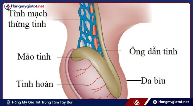 Nguyên nhân và phân loại vô tinh nam (azoospermia)