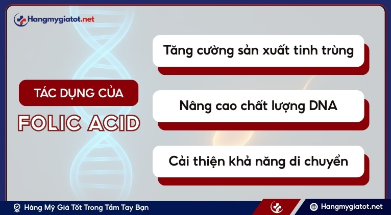 Tác dụng của Folic Acid trong Winmax Plus