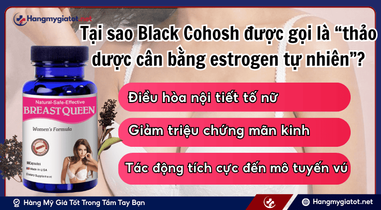 Tại sao Black Cohosh được gọi là “thảo dược cân bằng estrogen tự nhiên”?