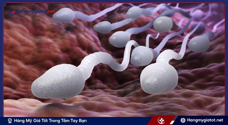 Tinh trùng yếu là gì? Nguyên nhân và cách đánh giá