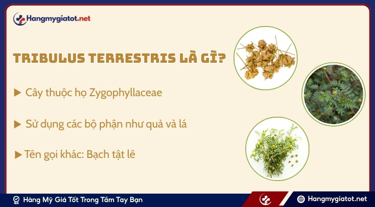 Tribulus Terrestris là gì?