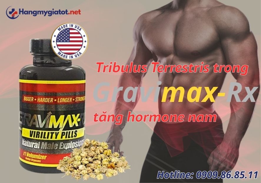 Tribulus Terrestris trong Gravimax RX tăng hormone nam