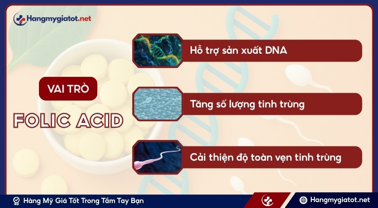 Vai trò của Folic Acid đối với sức khỏe sinh sản nam giới