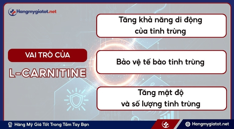 Vai trò của L-Carnitine đối với sức khỏe tinh binh